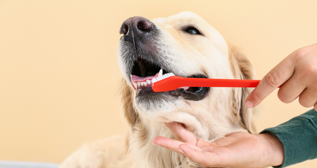 Dog Grooming South Melbourne