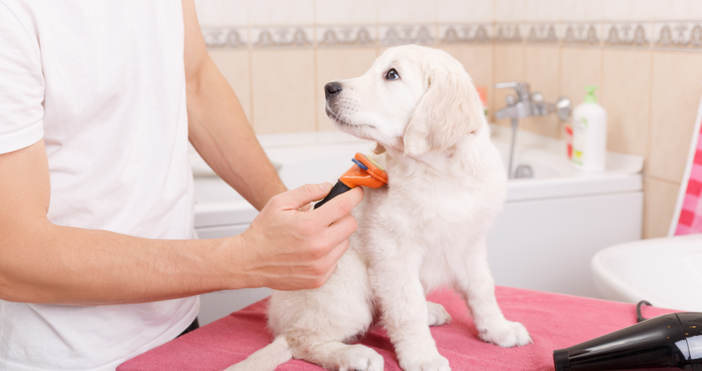 Dog Grooming South Melbourne
