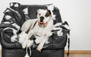 Affordable Dog Grooming South Melbourne