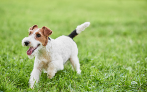 Affordable Dog Grooming South Melbourne