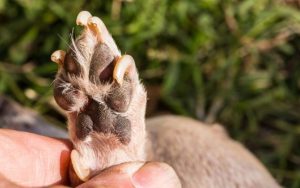 Affordable Dog Nail Trim South Melbourne