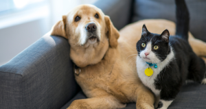 Pet Grooming South Melbourne