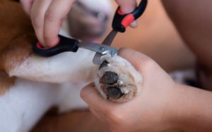 South Melbourne dog nail trimming